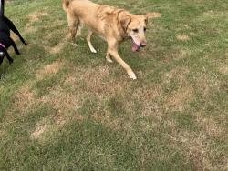 Lost Female Dog last seen The Aberdeen off Hwy 78, Bogart, GA 30622