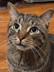 Lost Male Cat last seen Chesnut, Rutherford, NJ 07070