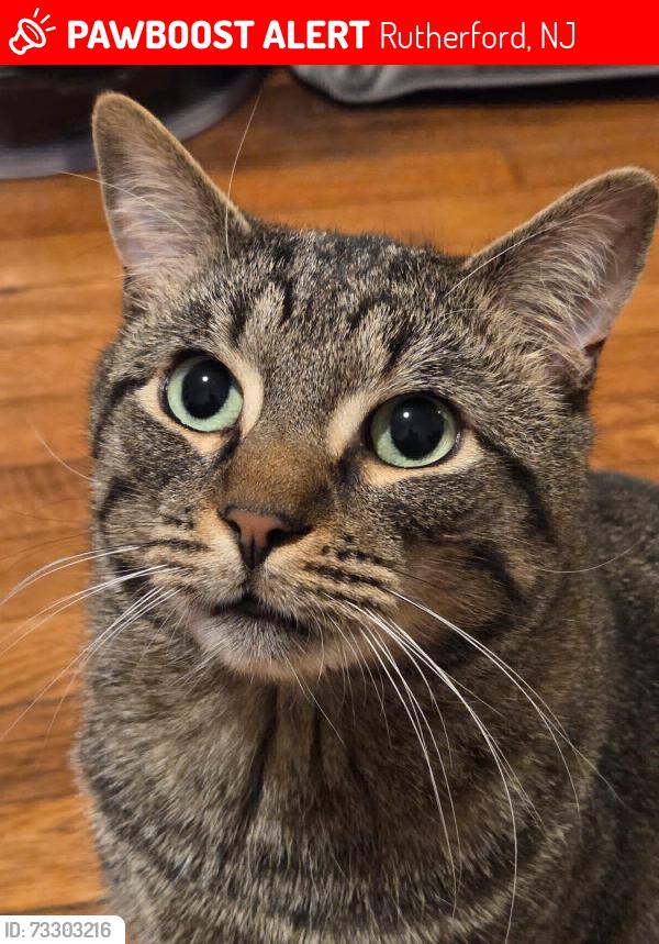 Lost Male Cat last seen Chesnut, Rutherford, NJ 07070