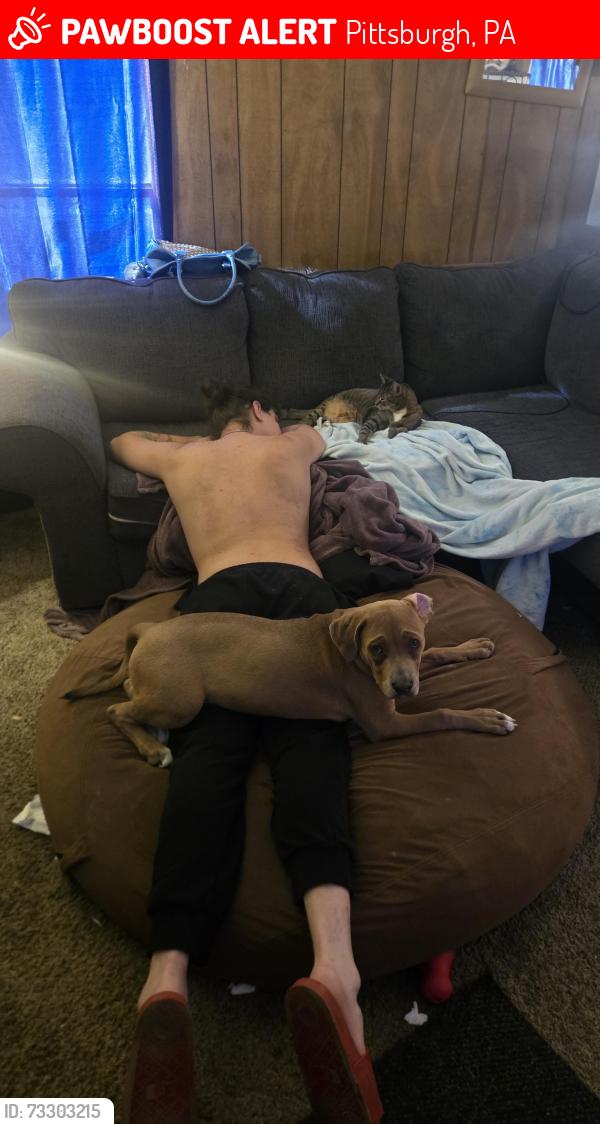 Lost Female Dog last seen Near Dagmar Avenue 15216, Pittsburgh, PA 15216