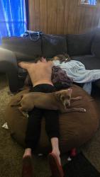 Lost Female Dog last seen Near Dagmar Avenue 15216, Pittsburgh, PA 15216