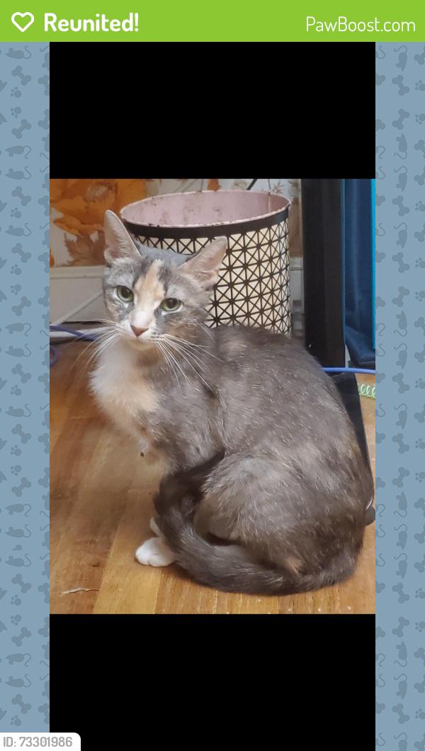 Reunited Female Cat last seen Church Road, Oreland, PA 19075