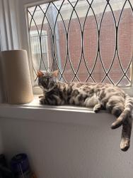 Reunited Female Cat last seen Near N York Street, Denver, CO 80205