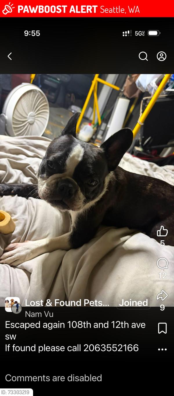 Lost Female Dog last seen Mt view elementary sshool, Seattle, WA 98146