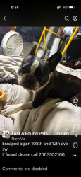 Lost Female Dog last seen Mt view elementary sshool, Seattle, WA 98146