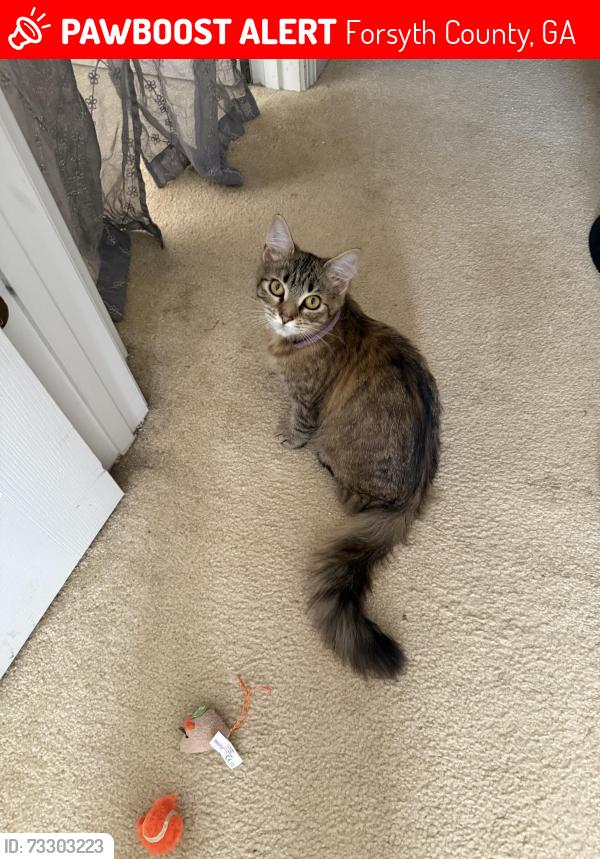 Lost Female Cat last seen Waveland drive and shadwell ct, Forsyth County, GA 30040