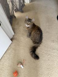 Lost Female Cat last seen Waveland drive and shadwell ct, Forsyth County, GA 30040