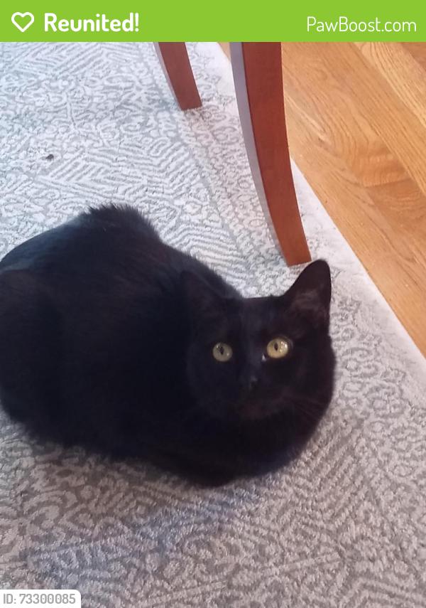 Reunited Female Cat last seen Highway, North Providence, RI 02904