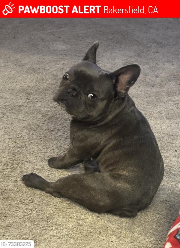 Lost Male Dog last seen Planz / Akers, Bakersfield, CA 93309