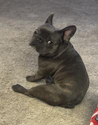 Lost Male Dog last seen Planz / Akers, Bakersfield, CA 93309