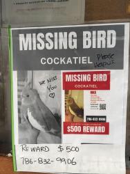 Lost Female Bird last seen The Cove, Lakes by the bay, Cutler Bay, FL 33190