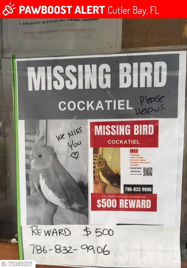 Lost Female Bird last seen The Cove, Lakes by the bay, Cutler Bay, FL 33190