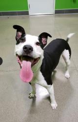 Reunited Male Dog last seen Bauer and Brighton rd, Brighton, MI 48116