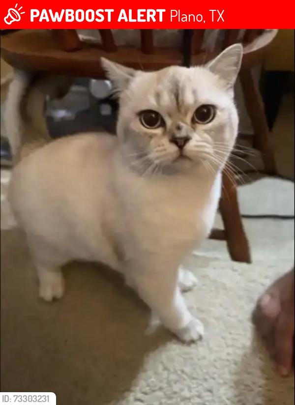 Lost Female Cat last seen Mcdolands alleyway around Coit road, Plano, TX 75093