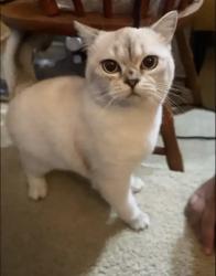 Lost Female Cat last seen Mcdolands alleyway around Coit road, Plano, TX 75093