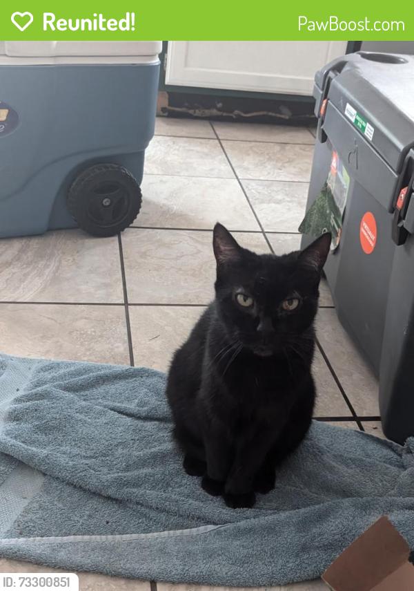 Reunited Female Cat last seen mill pond and bell chase, Spring, TX 77373