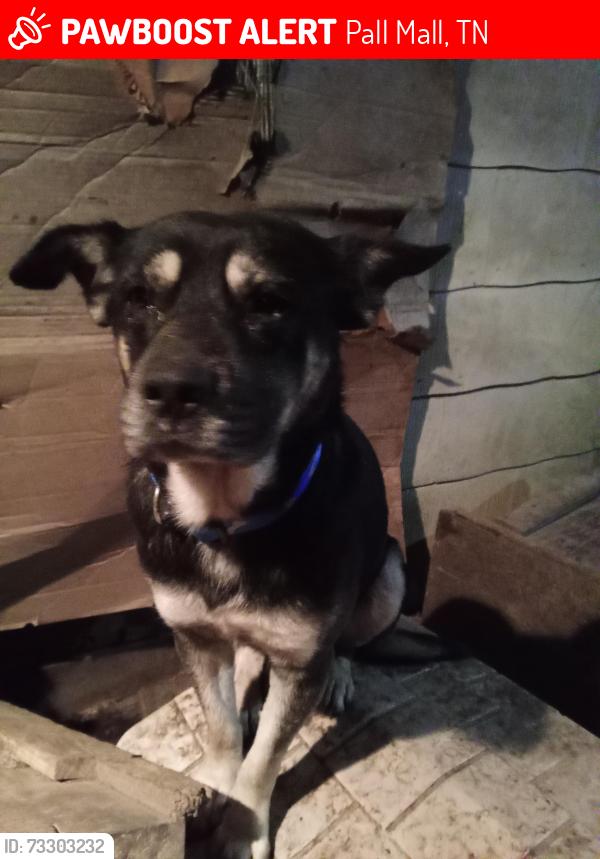 Lost Male Dog last seen Near Reed Creek Rd, Pall Mall, TN 38577