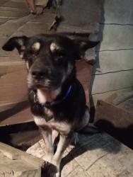 Lost Male Dog last seen Near Reed Creek Rd, Pall Mall, TN 38577