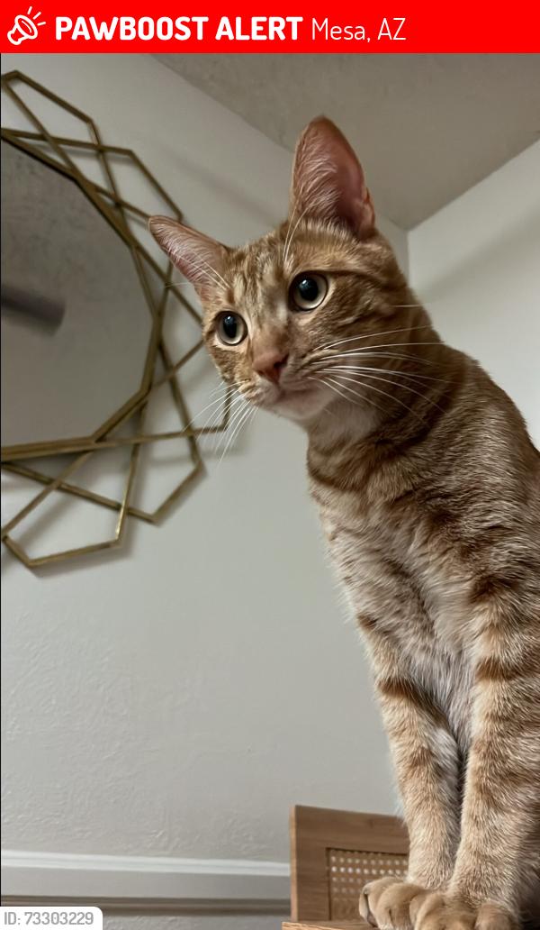 Lost Male Cat last seen Maddox apmts, Mesa, AZ 85204
