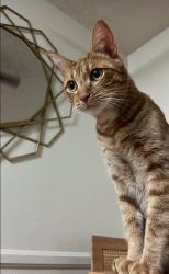 Lost Male Cat last seen Maddox apmts, Mesa, AZ 85204