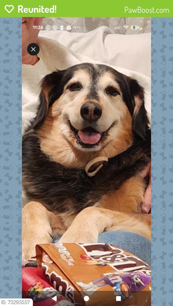 Reunited Male Dog last seen Grace lane, Tyrone, PA 16686