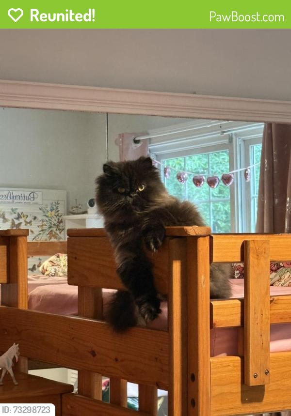 Reunited Male Cat last seen Fort Craig Dr, Lake Ridge, VA 22192, USA, Lake Ridge, VA 22192