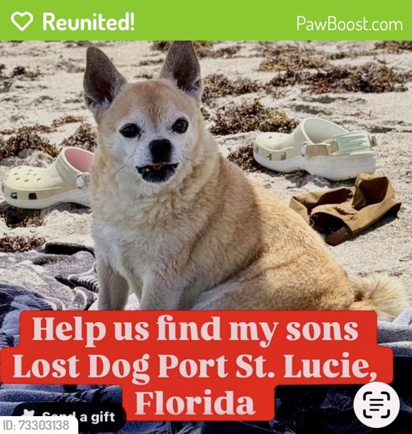Reunited Male Dog last seen Airoso and Surfside, Port St. Lucie, FL 34983