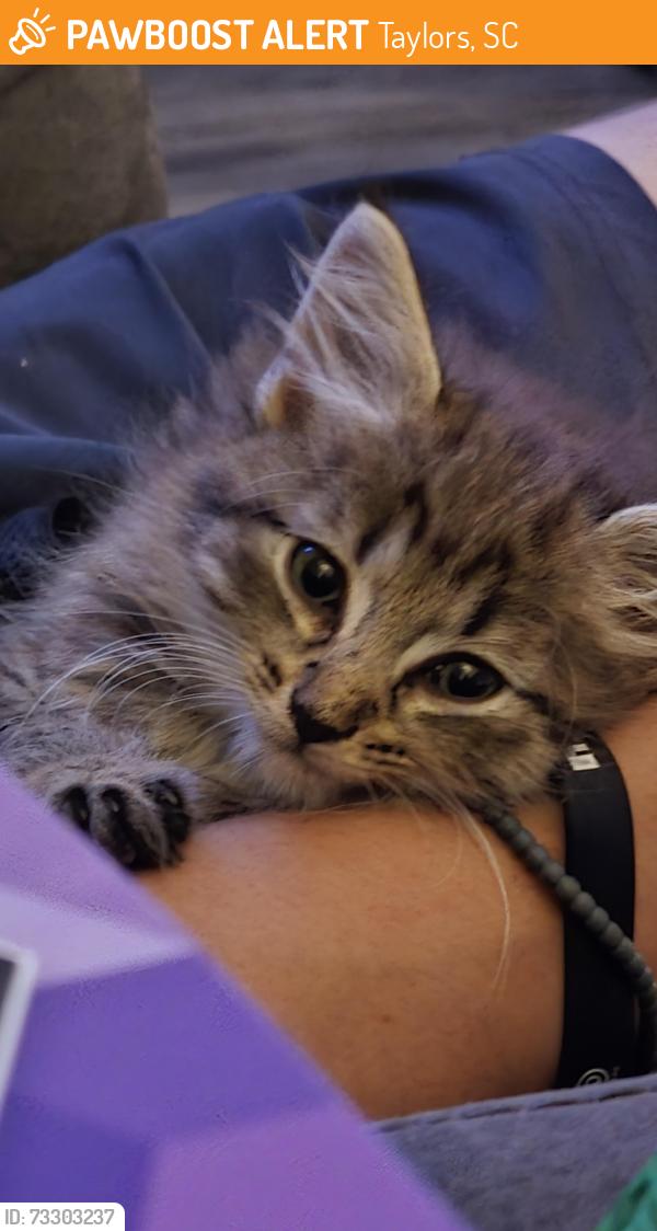 Found/Stray Male Cat last seen Brook Glenn Rd, Taylors Sc, Taylors, SC 29687
