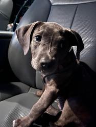 Shelter Stray Female Dog last seen Near BLOCK W PARK PL, OKLAHOMA CITY OK 73106, 2811 SE 29th St, Oklahoma City, OK 73129, USA