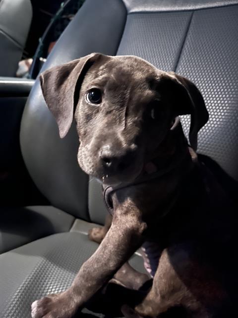 Shelter Stray Female Dog last seen Near BLOCK W PARK PL, OKLAHOMA CITY OK 73106, 2811 SE 29th St, Oklahoma City, OK 73129, USA