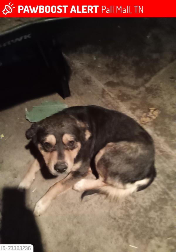 Lost Male Dog last seen Near Reed Creek Rd, Pall Mall, TN 38577