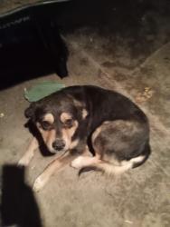 Lost Male Dog last seen Near Reed Creek Rd, Pall Mall, TN 38577