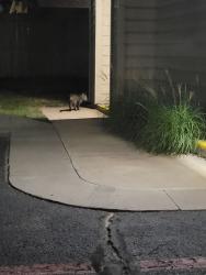 Found/Stray Unknown Cat last seen Colonies at hillside, Amarillo, TX 79119