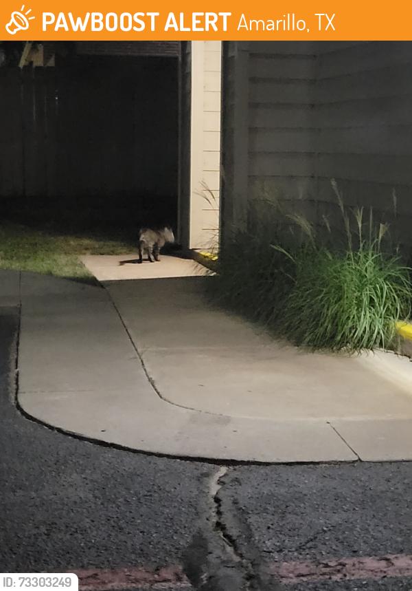 Found/Stray Unknown Cat last seen Colonies at hillside, Amarillo, TX 79119