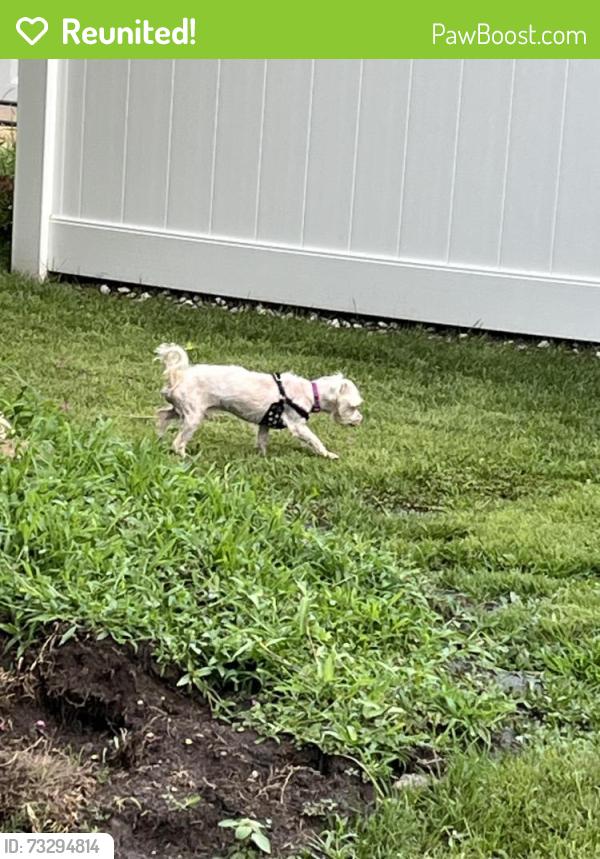 Reunited Unknown Dog last seen Charlestown Lakes - Corner of Sun Vally & Arapahoe - heading towards Blue Knob, Virginia Beach, VA 23464