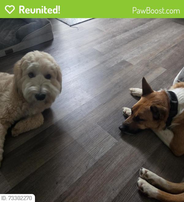 Reunited Male Dog last seen Peach Ave & 2nd Street, El Cajon, CA 92021