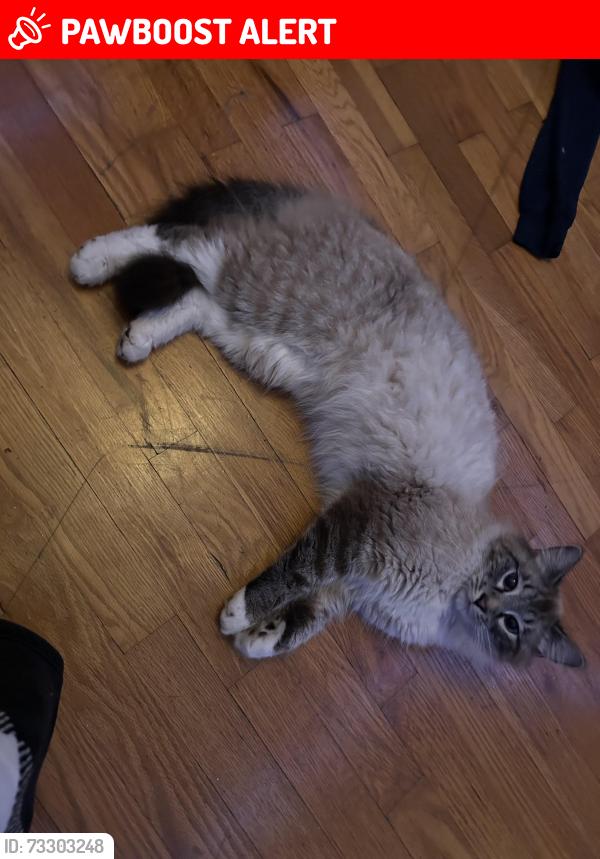 Lost Male Cat last seen He was last seen on Southeast 45th street by the Shawnee Heights Middle school and highschool, Tecumseh Township, KS 66542