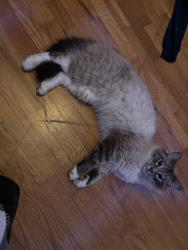 Lost Male Cat last seen He was last seen on Southeast 45th street by the Shawnee Heights Middle school and highschool, Tecumseh Township, KS 66542
