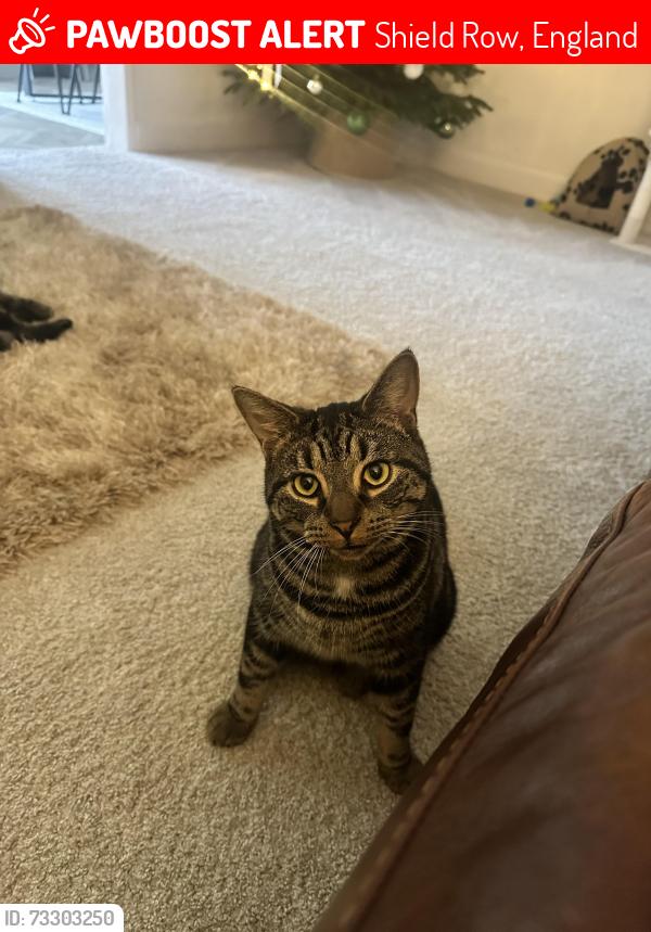 Lost Male Cat last seen Newburn road, Shield Row, England 