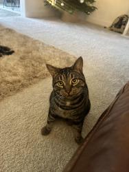 Lost Male Cat last seen Newburn road, Shield Row, England 