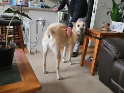 Reunited Male Dog last seen Cedar Ave and East 25th St, Greeley, CO 80631