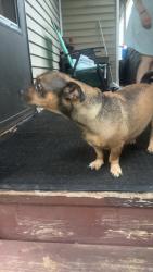 Reunited Female Dog last seen 17th Street Altoona pa, Altoona, PA 16602
