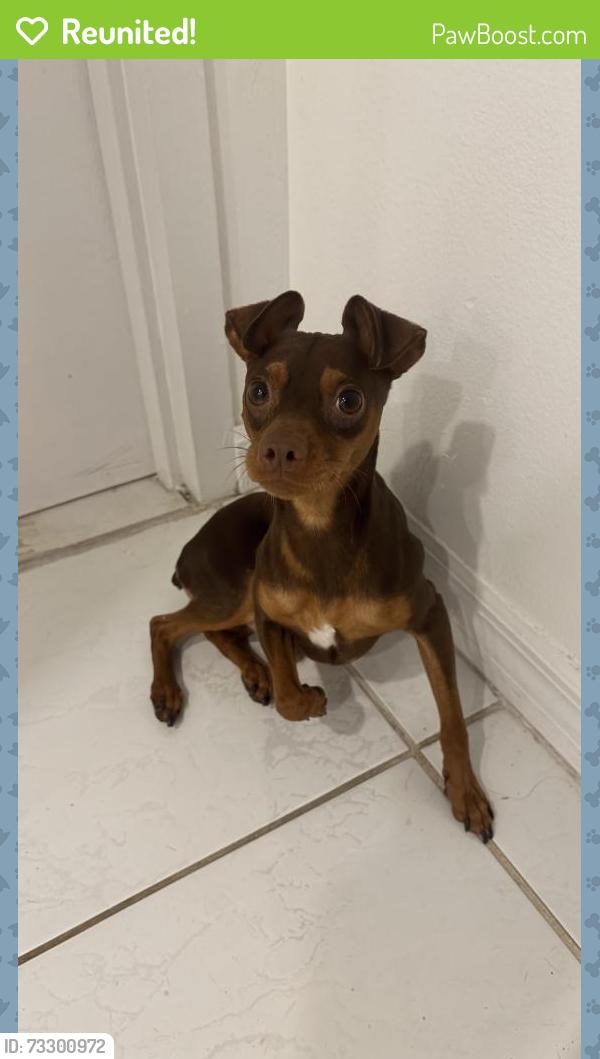 Reunited Male Dog last seen Diplomat Parkway and Funstun Street, Hollywood, FL 33019