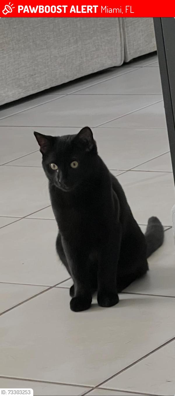 Lost Male Cat last seen 149th Ave sw 17th lane, Miami, FL 33185