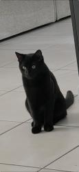 Lost Male Cat last seen 149th Ave sw 17th lane, Miami, FL 33185