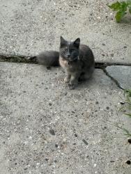 Found/Stray Unknown Cat last seen Near Q St SE, Washington, DC 20020