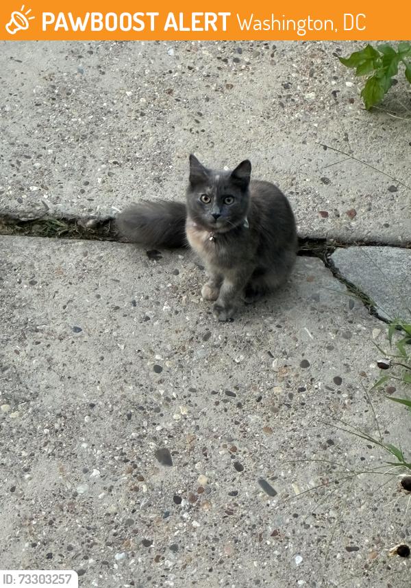 Found/Stray Unknown Cat last seen Near Q St SE, Washington, DC 20020