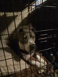 Reunited Female Dog last seen capehart dr and yucatan dr off goldenrod rd, Orlando, FL 32807