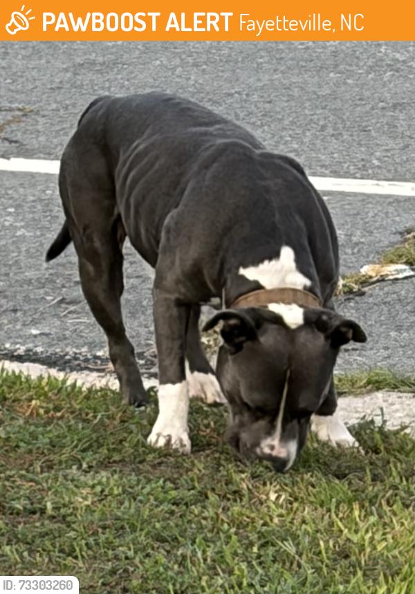 Found/Stray Unknown Dog last seen Berkshire Td. And Player Ave., Fayetteville, NC 28304