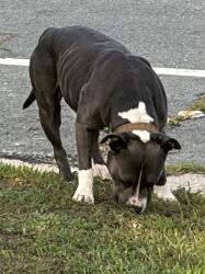 Found/Stray Unknown Dog last seen Berkshire Td. And Player Ave., Fayetteville, NC 28304